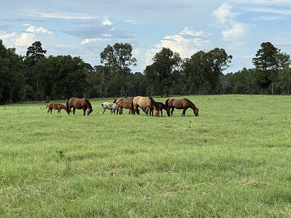 Caitlin Jacob Texas Ranch Sales Associate Broker Image 4