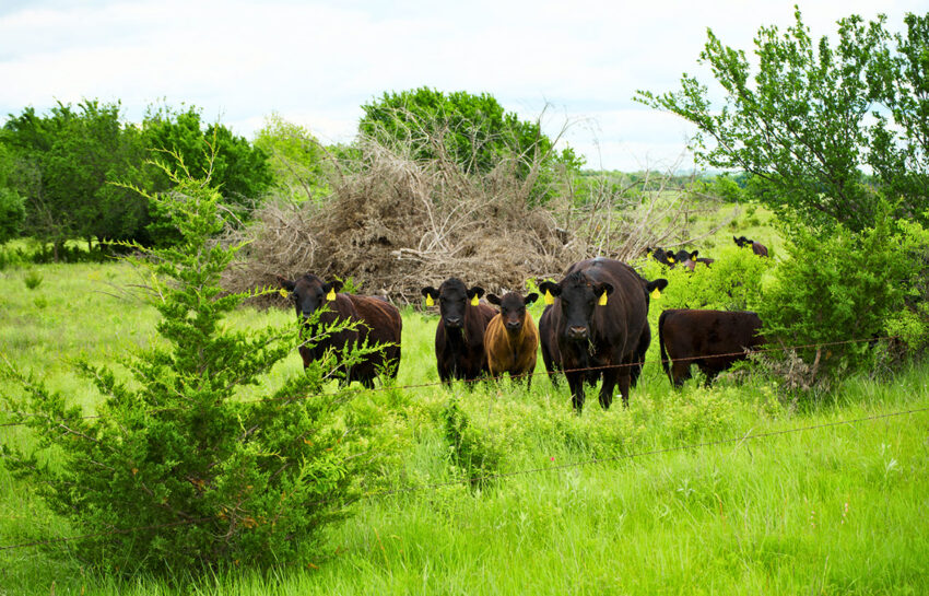 Red Hill Ranch 313 Acres For Sale in Caddo County Oklahoma Image 15