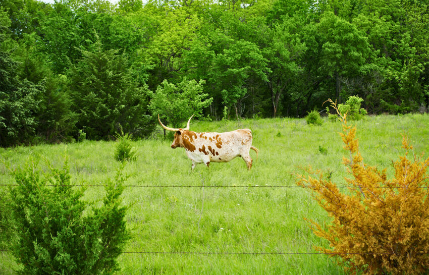 Red Hill Ranch 313 Acres For Sale in Caddo County Oklahoma Image 16