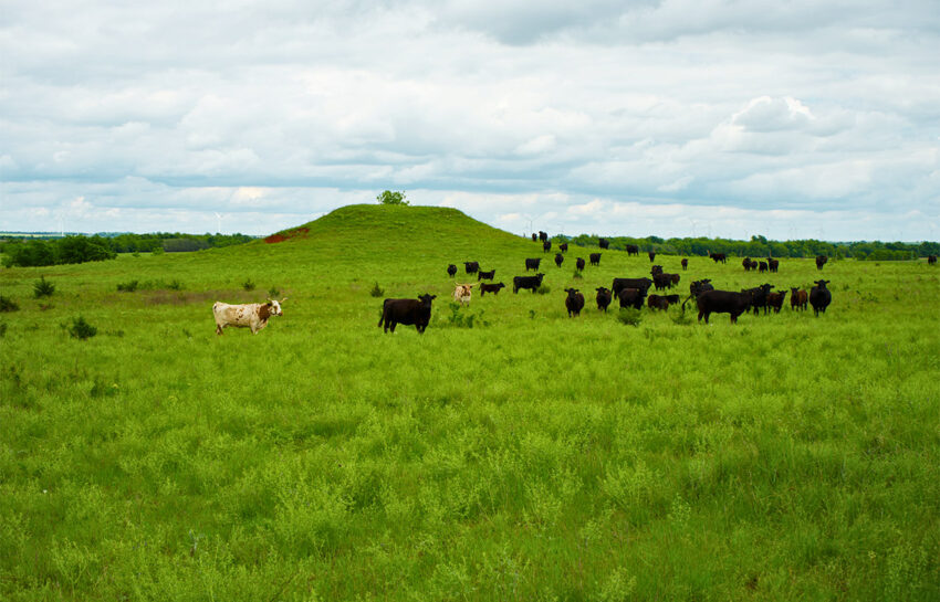 Red Hill Ranch 313 Acres For Sale in Caddo County Oklahoma Image 17