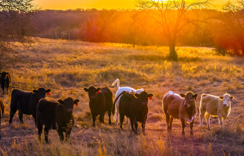 Pendleton Ranch 3260 Acres For Sale in Carter County Oklahoma Image 12