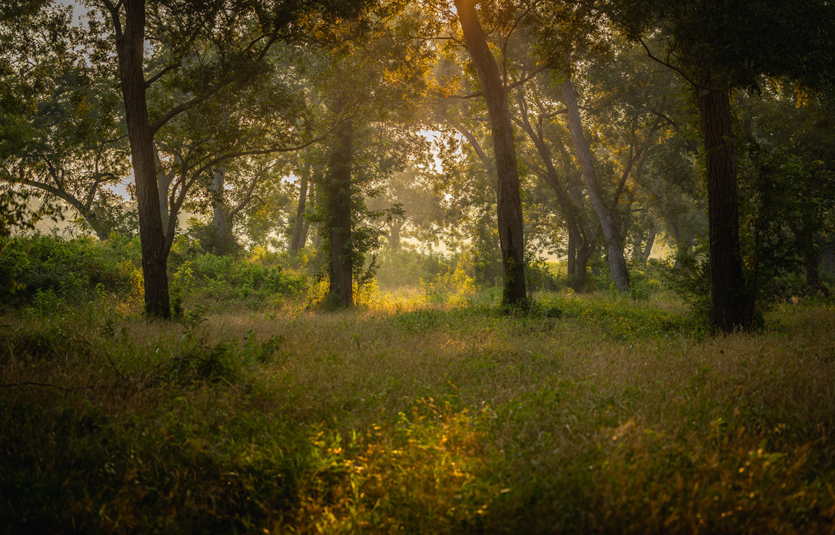 Sunrise River Ranch 52 Acre Ranch For Sale In Colorado County Image 10