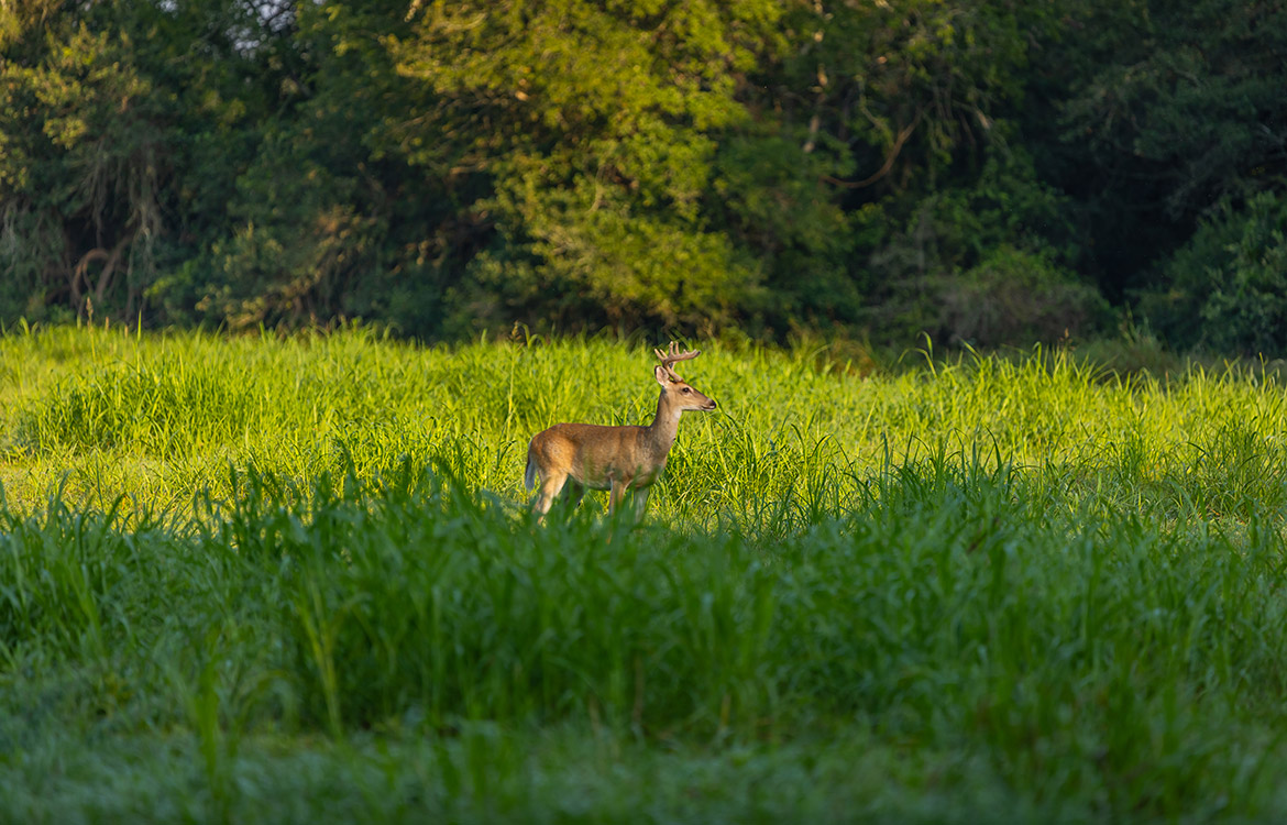 Sunrise River Ranch 52 Acre Ranch For Sale In Colorado County Image 12