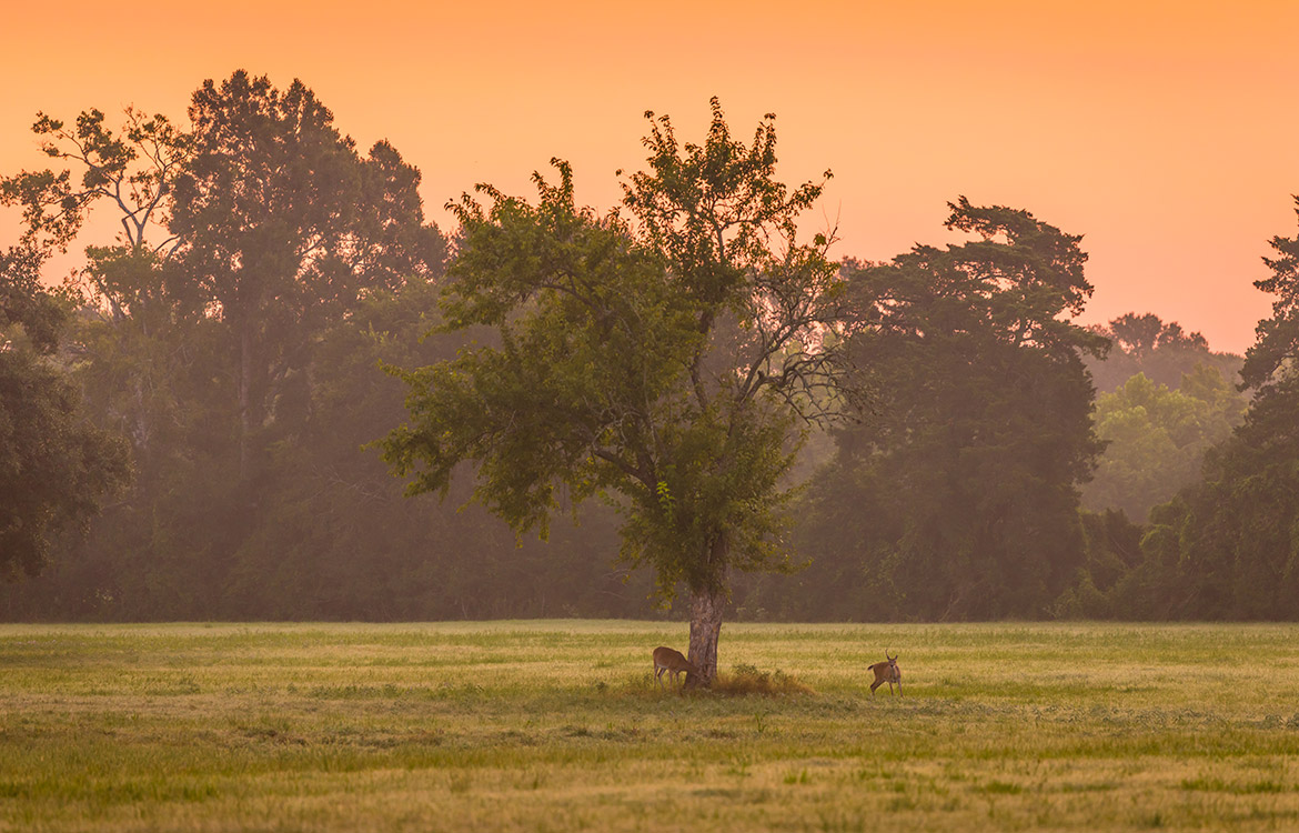 Sunrise River Ranch 52 Acre Ranch For Sale In Colorado County Image 9