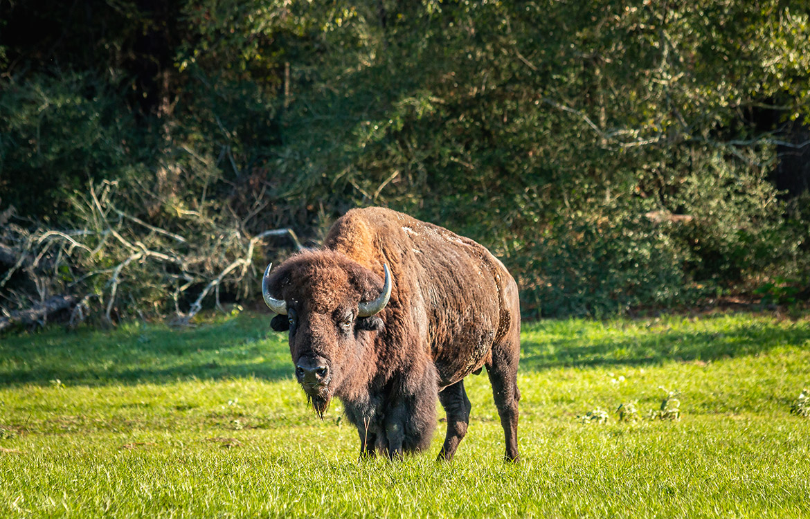 Big Hill Ranch 386 Acre Ranch For Sale In Grimes County Image 13