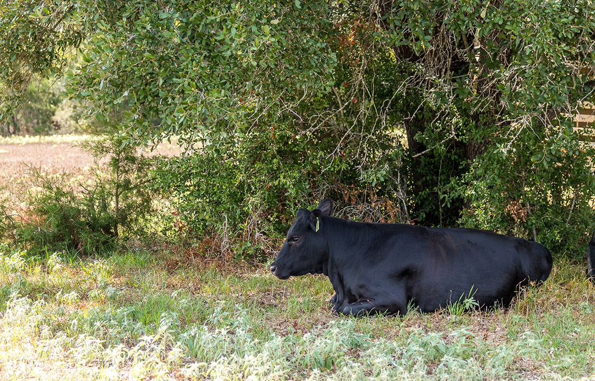 Triple Creek Ranch 140 Acre Ranch Lee County Image 9