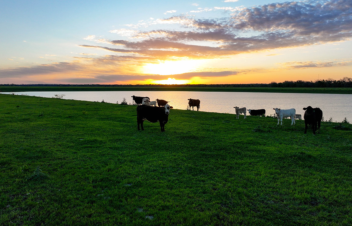 4C Ranch 1600 Acre Ranch For Sale In Milam County Image 3