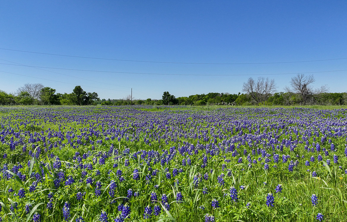 4C Ranch 1600 Acre Ranch For Sale In Milam County Image 9