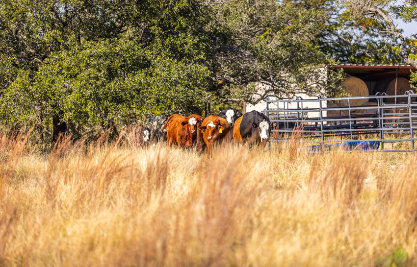 Saylor Mountain Ranch 121 Acre Ranch in Mills County Texas Image 15