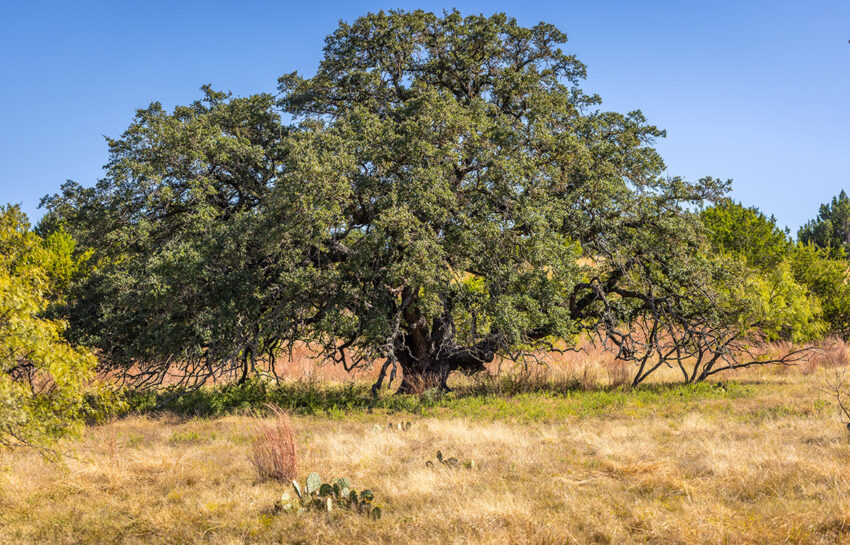 Saylor Mountain Ranch 121 Acre Ranch in Mills County Texas Image 9