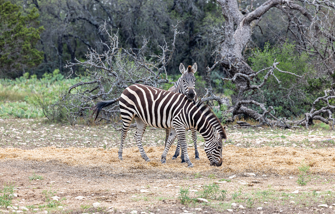 Figure 3 Ranch 457 Acre Ranch For Sale In Schleicher County