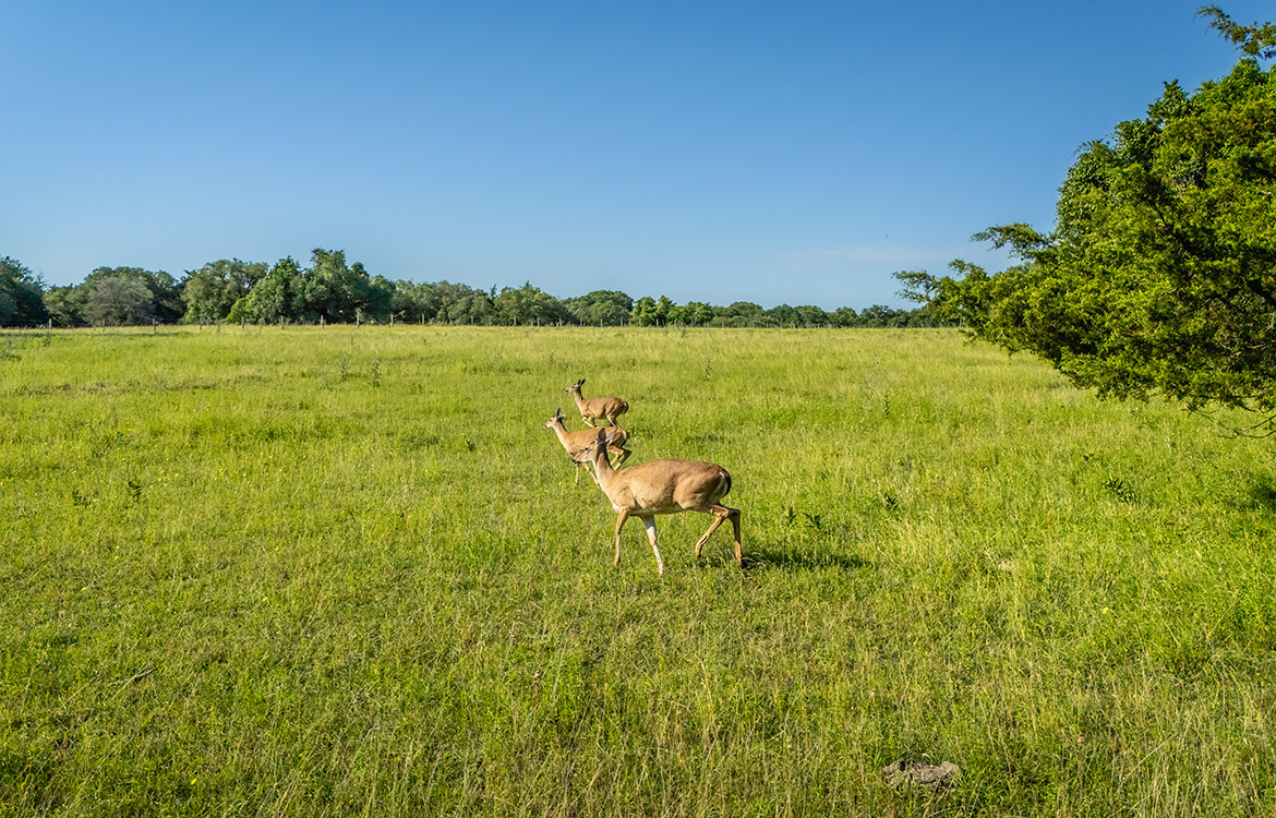 Bluebonnet Ridge Ranch 184 Acres For Sale In Washington County Image 9