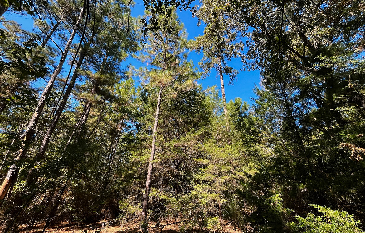 Powell Palestine Ranch 57 Acre Ranch For Sale in Anderson County Texas Image 12
