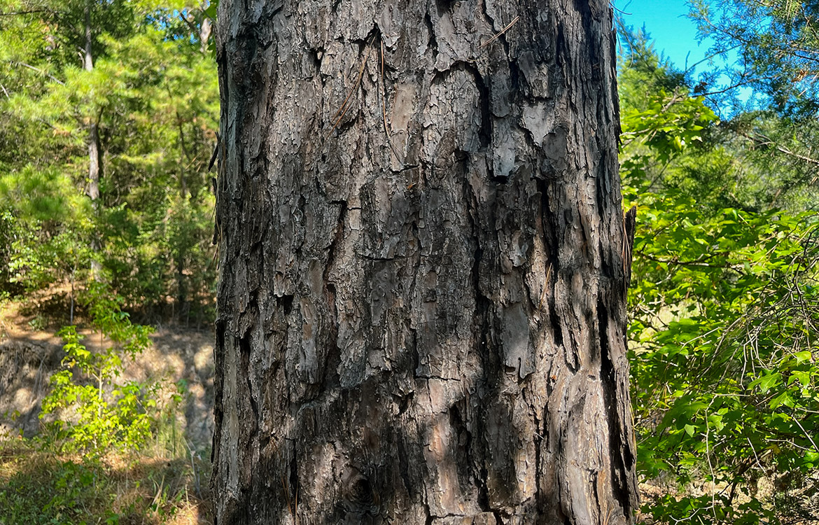 Powell Palestine Ranch 57 Acre Ranch For Sale in Anderson County Texas Image 13