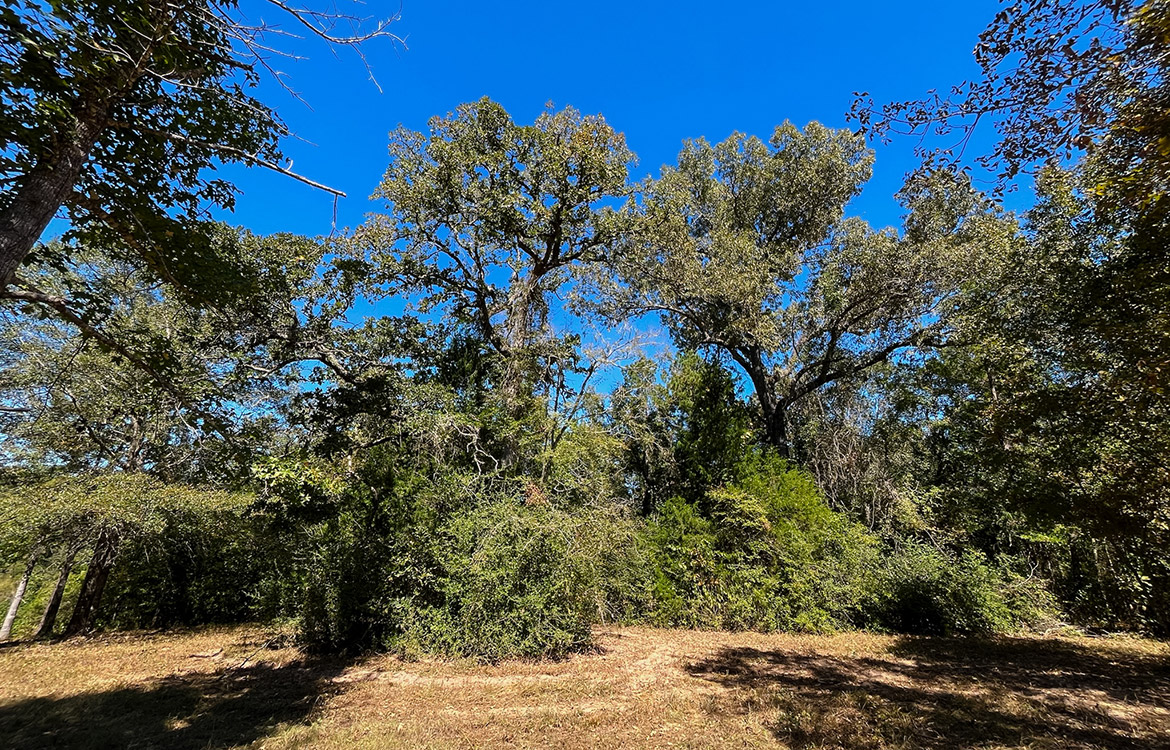 Powell Palestine Ranch 57 Acre Ranch For Sale in Anderson County Texas Image 17