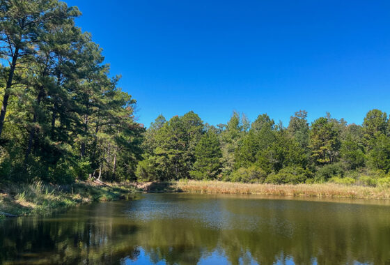 Powell Palestine Ranch 57 Acre Ranch For Sale in Anderson County Texas Image 3