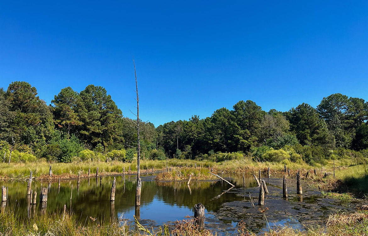 Powell Palestine Ranch 57 Acre Ranch For Sale in Anderson County Texas Image 4