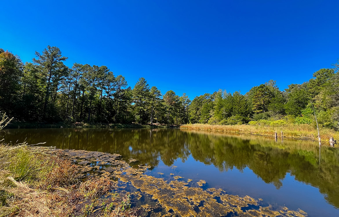 Powell Palestine Ranch 57 Acre Ranch For Sale in Anderson County Texas Image 5