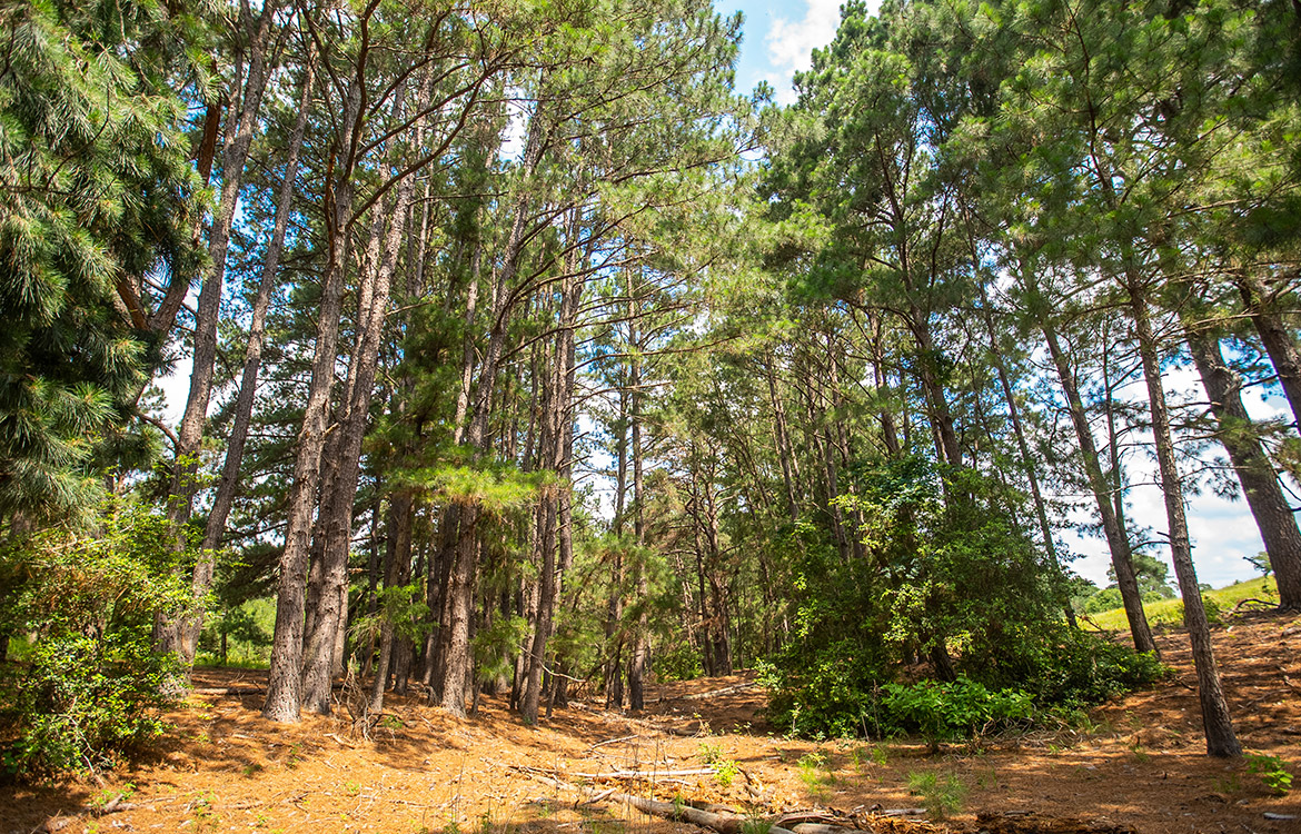 Paint Creek Ranch 536 Acre Ranch For Sale In Bastrop County Image 13