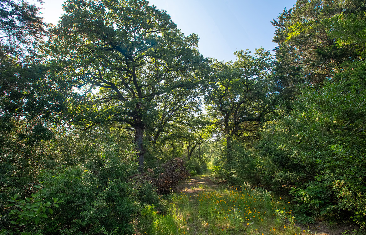Paint Creek Ranch 536 Acre Ranch For Sale In Bastrop County Image 9