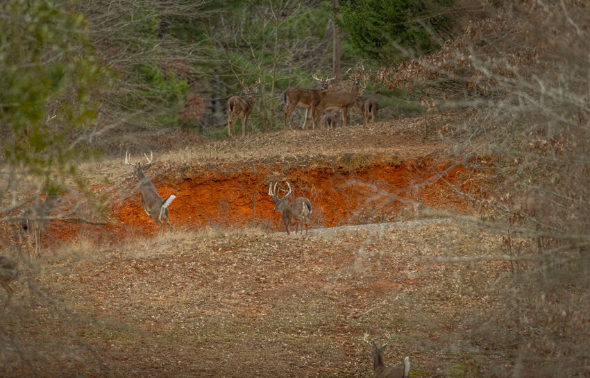 Outfitters Ridge Ranch 165 Acre Ranch For Sale in Gregg County Image 16