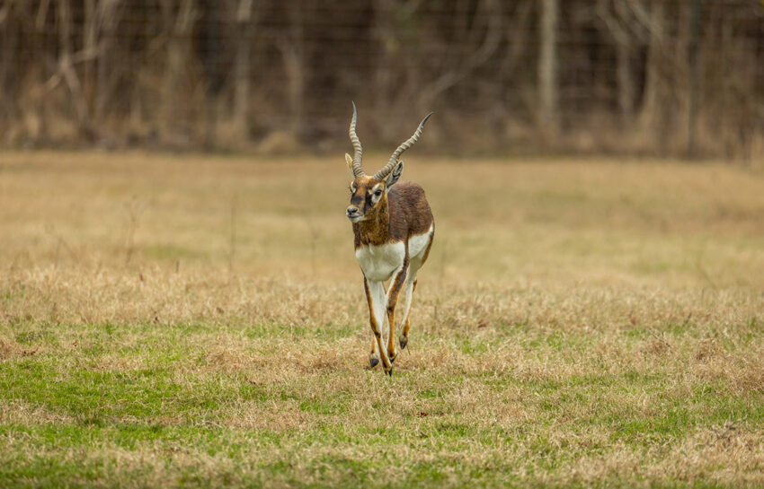 Outfitters Ridge Ranch 165 Acre Ranch For Sale in Gregg County Image 17