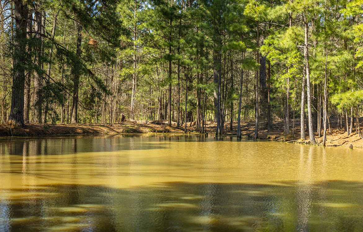 Cherokee Ranch 273 Acre Ranch For Sale In Gregg County Image 12