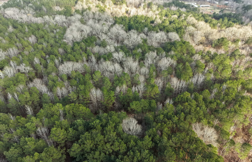 Eastwood Ranch 115 Acre Property for Sale in Panola County, Texas Image 20