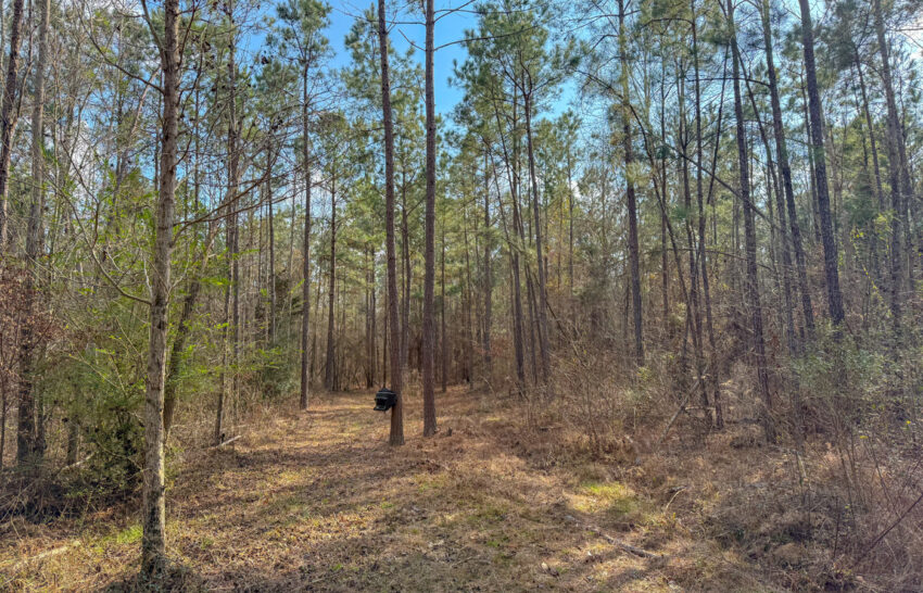 Eastwood Ranch 115 Acre Property for Sale in Panola County, Texas Image 3
