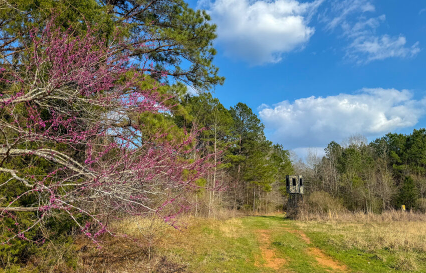 Eastwood Ranch 115 Acre Property for Sale in Panola County, Texas Image7