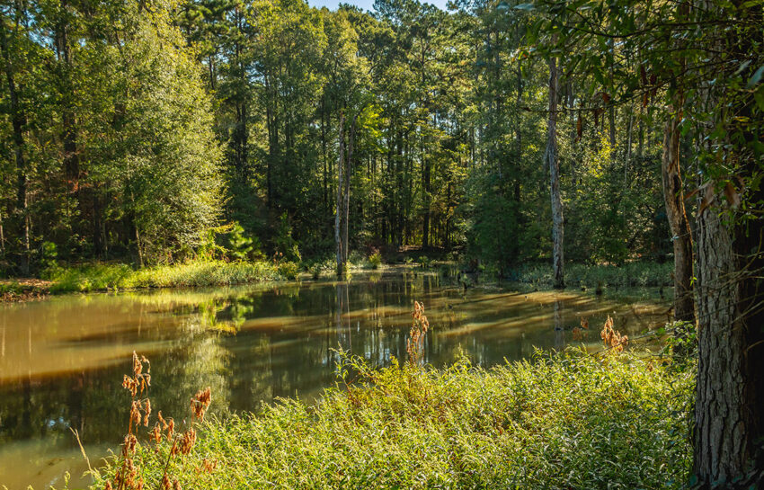 Buck Tag Ranch 83 Acre Ranch For Sale In San Jacinto County Image 2