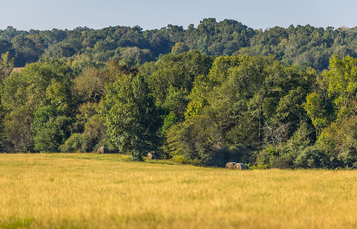 KC Ranch 730 Acre Ranch For Sale In Shelby County Texas Image 1