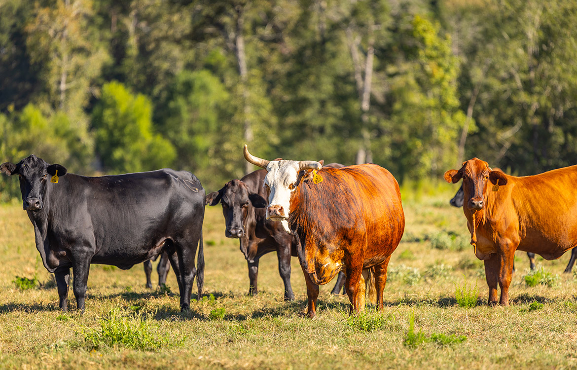 KC Ranch 730 Acre Ranch For Sale In Shelby County Texas Image 11