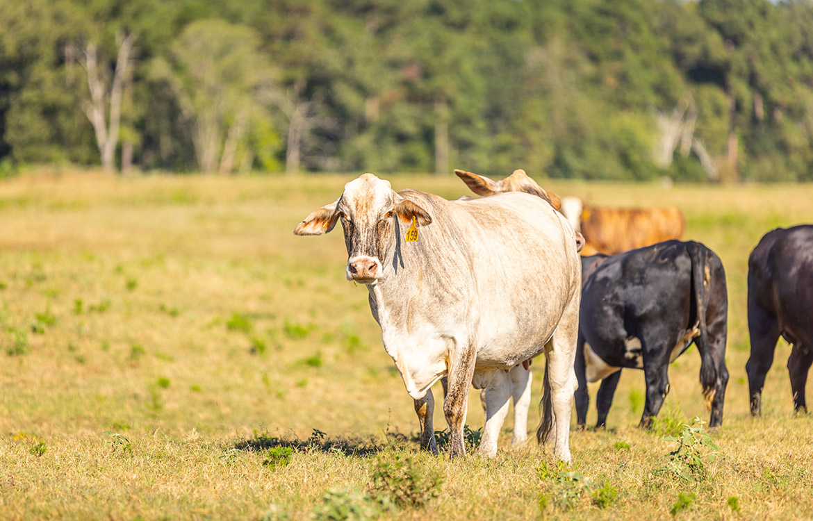KC Ranch 730 Acre Ranch For Sale In Shelby County Texas Image 12
