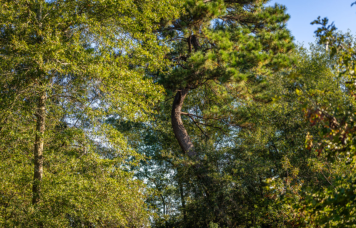 KC Ranch 730 Acre Ranch For Sale In Shelby County Texas Image 21