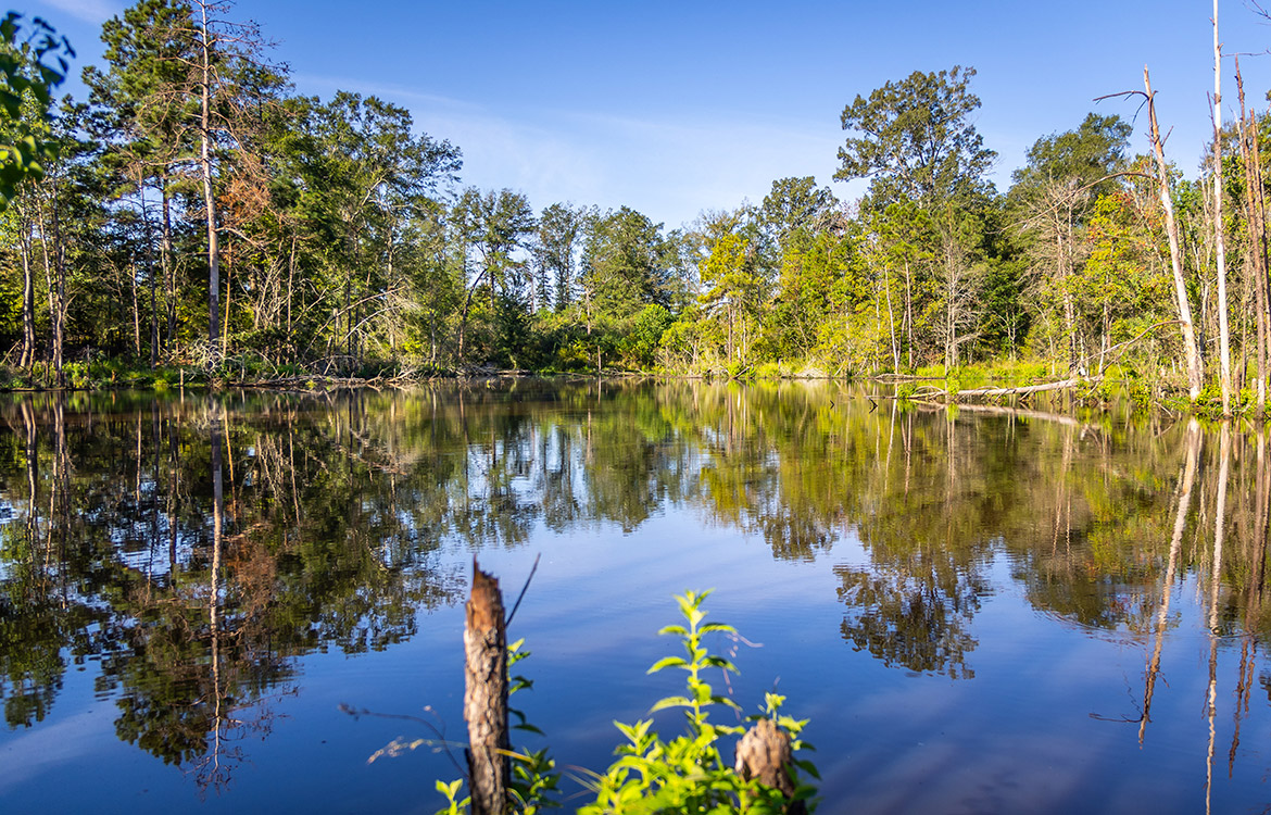 KC Ranch 730 Acre Ranch For Sale In Shelby County Texas Image 3