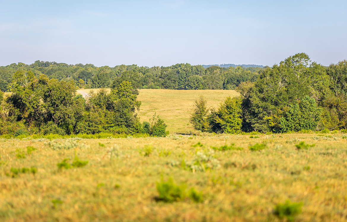KC Ranch 730 Acre Ranch For Sale In Shelby County Texas Image 4