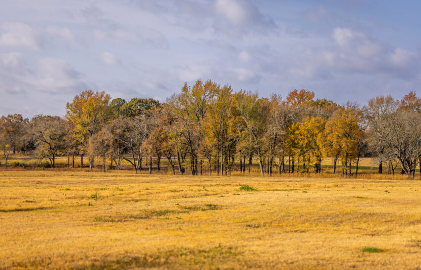 Longhorn Ranch 226 Acre Ranch in Titus County Texas Image 13