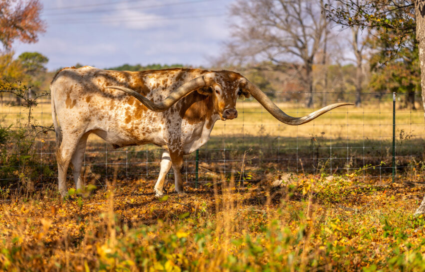 Longhorn Ranch 226 Acre Ranch in Titus County Texas Image 14
