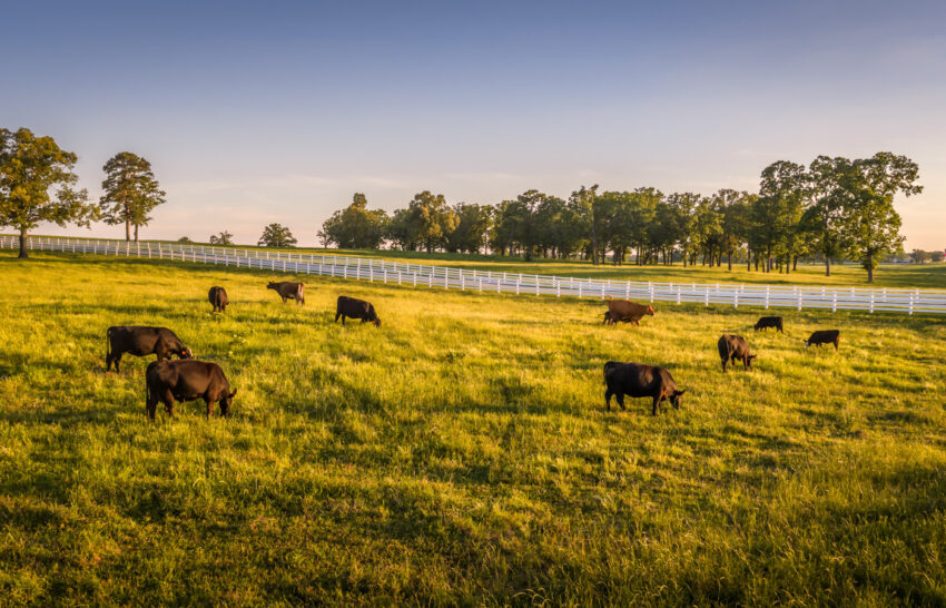 KRB Ranch 675 Acre Cattle Ranch in Titus County, Texas Image 23