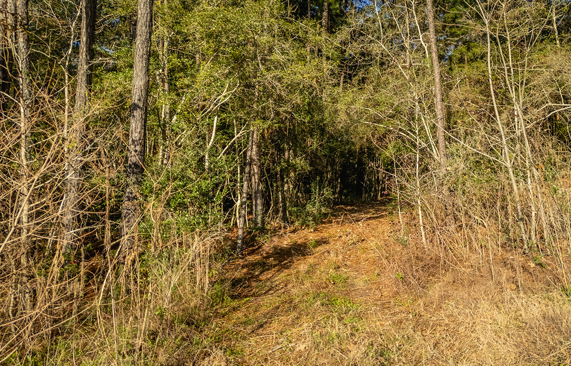 Ivanhoe 40, 40 Acre Ranch For Sale In Tyler County Image 2