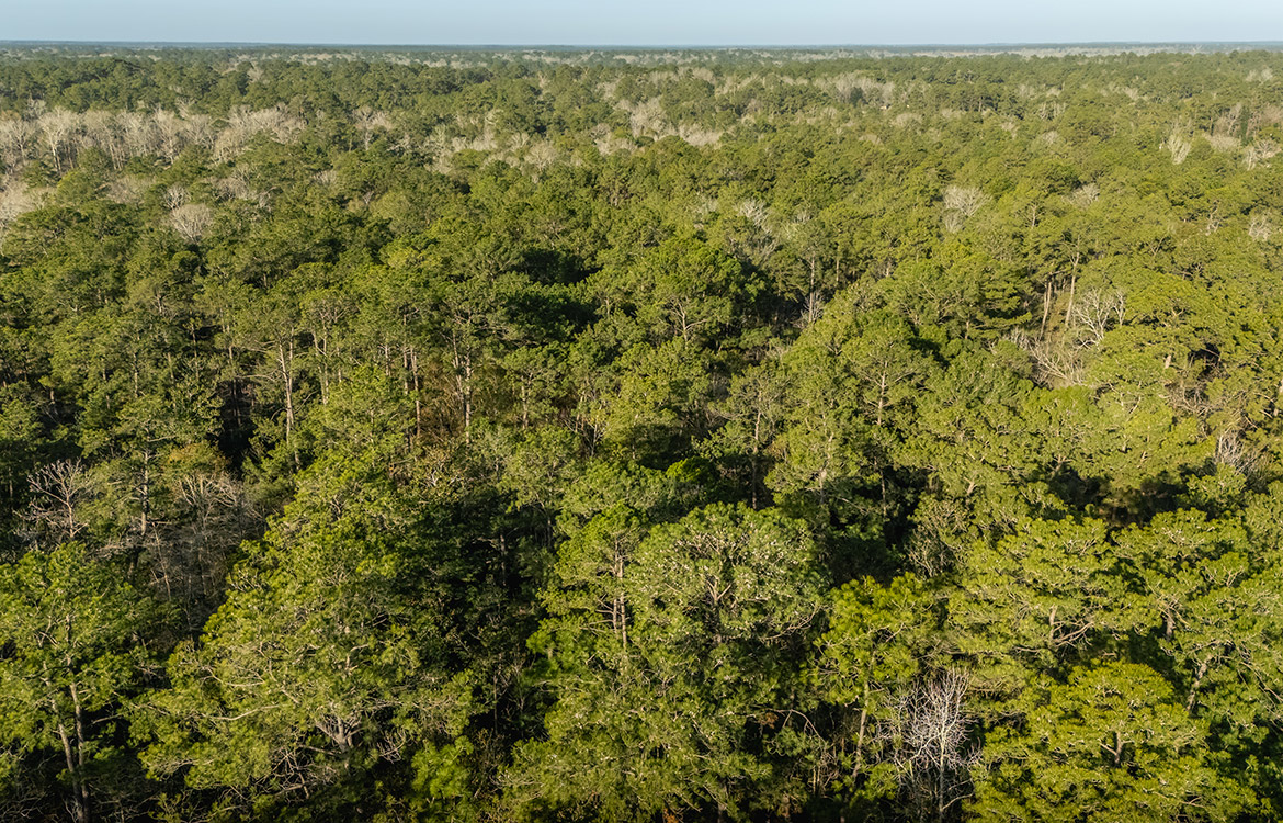 Ivanhoe 40, 40 Acre Ranch For Sale In Tyler County Image 8