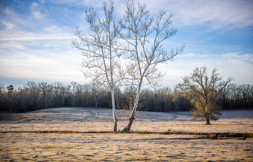 Silverlake Ranch 46 Acre Ranch For Sale in Titus County Image 13
