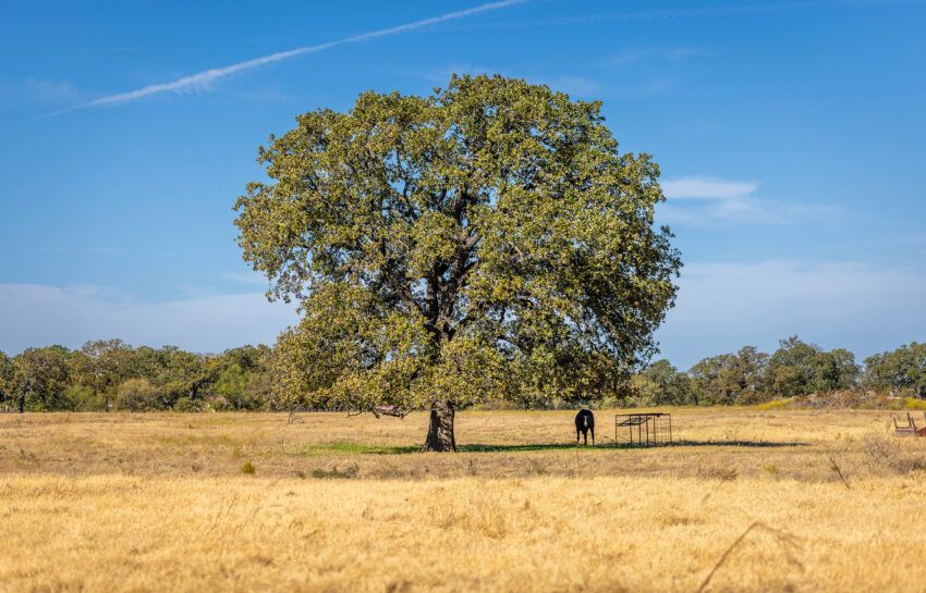 Coastal FM 920 78 Acre Farm in Wise County Texas Image 10