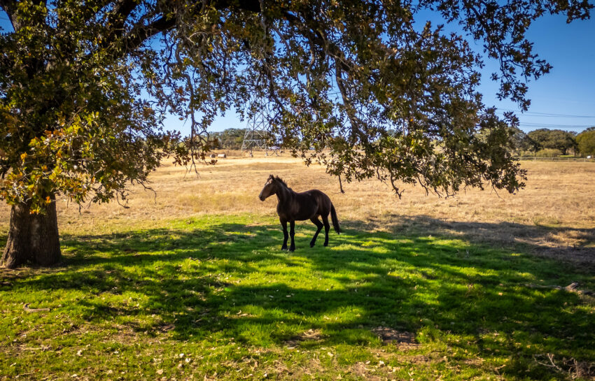 Coastal FM 920 78 Acre Farm in Wise County Texas Image 11