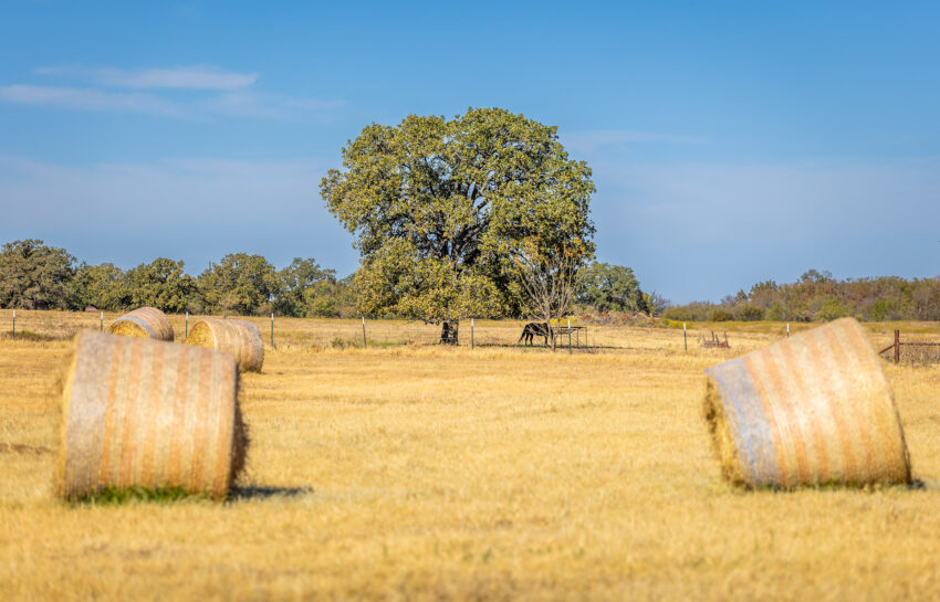 Coastal FM 920 78 Acre Farm in Wise County Texas Image 3