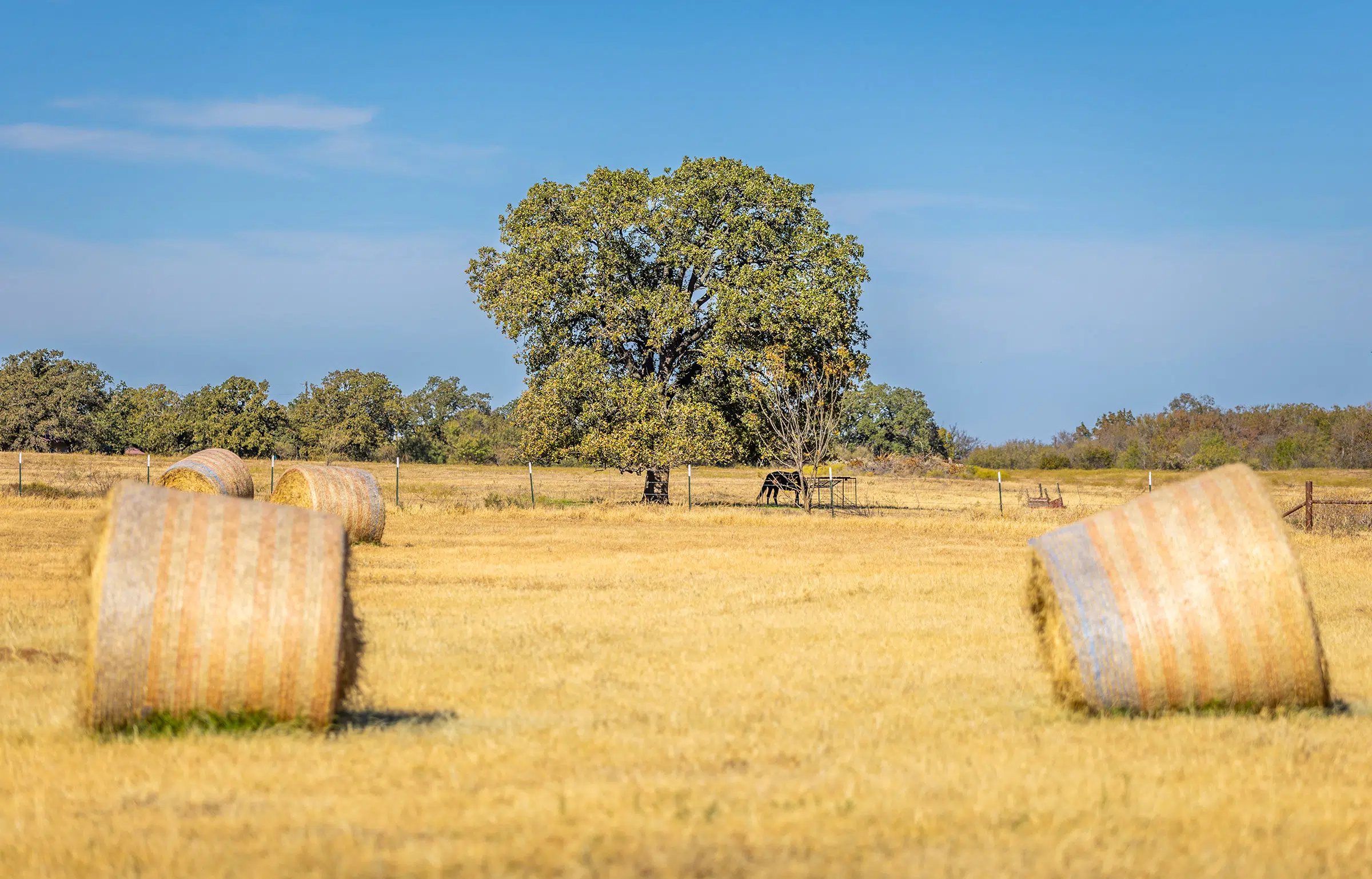 Coastal FM 920 78 Acre Farm in Wise County Texas Image 3