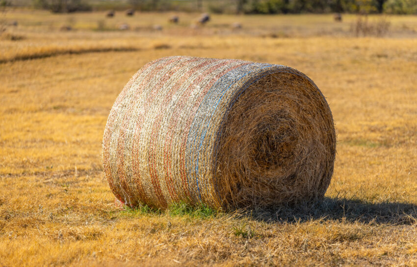 Coastal FM 920 78 Acre Farm in Wise County Texas Image 6