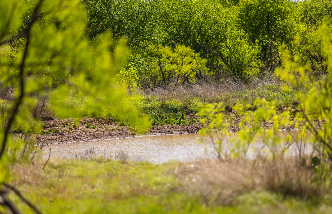 Eller Ranch 160 acre Ranch for sale in Young County Image 6