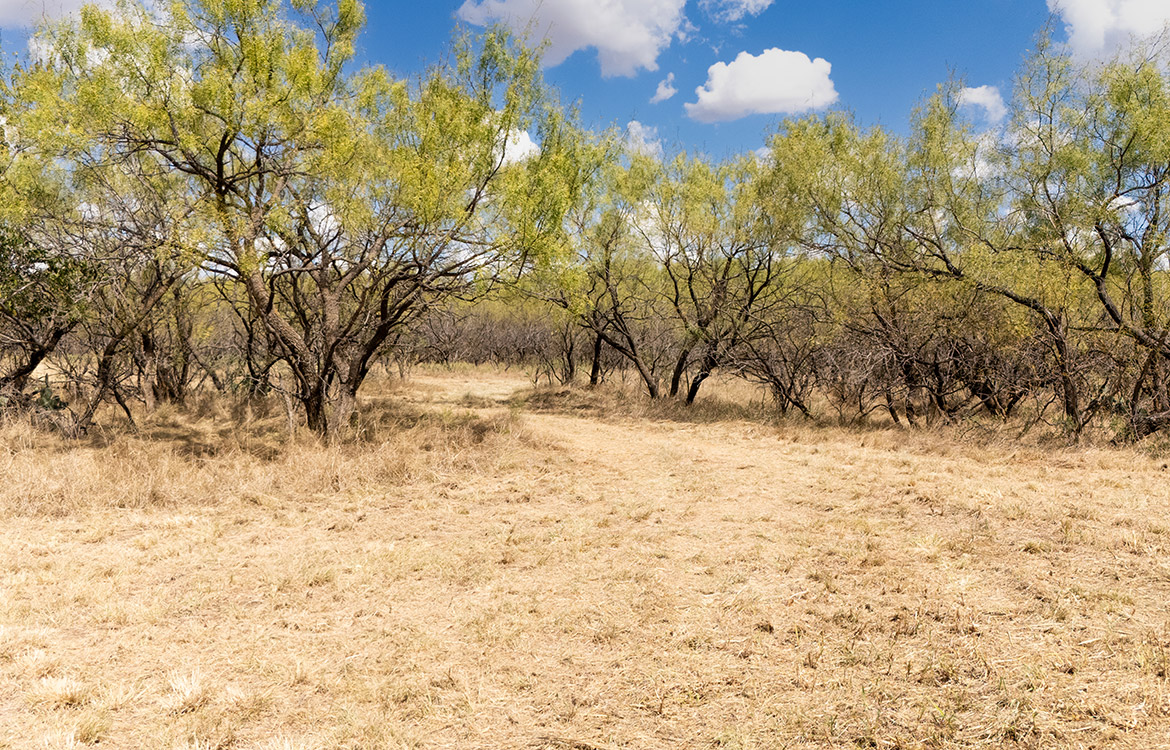 Olney Hunting Ranch 236 Acres For Sale in Young County Image 10